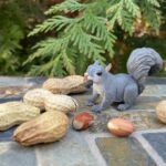 Gray Squirrel – Γκρίζος Σκίουρος